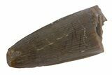 Jurassic Crocodile (Goniopholis?) Tooth - Colorado #162490-1